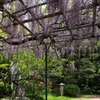 神社のフジが見頃２