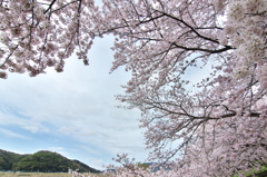 淀川河川公園背割堤の桜並木1