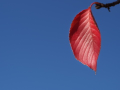 公園の染井吉野（ソメイヨシノ）の紅葉