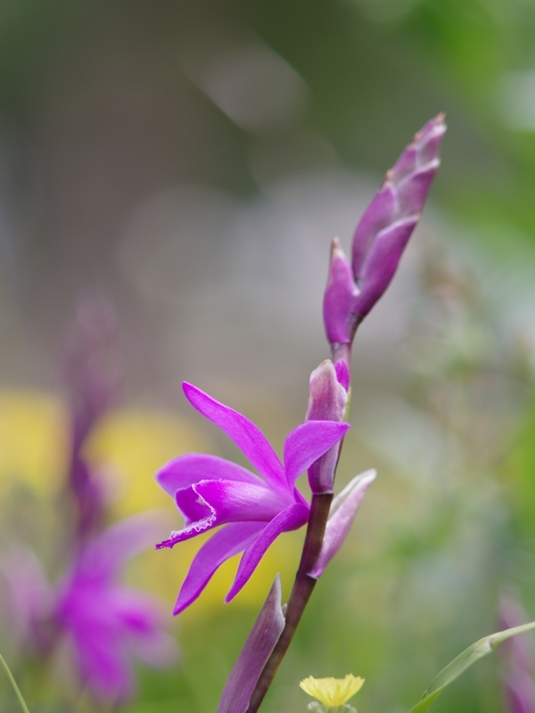 春爛漫５（紫蘭）