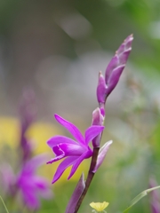 春爛漫５（紫蘭）