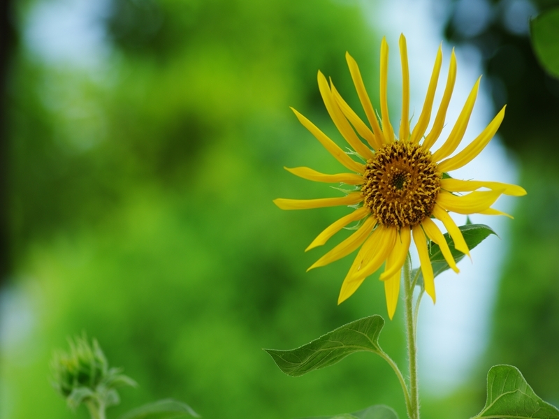 夏の花２８「向日葵（ひまわり）２」