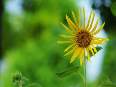 夏の花２８「向日葵（ひまわり）２」