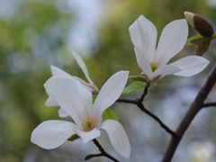 辛夷（コブシ）
