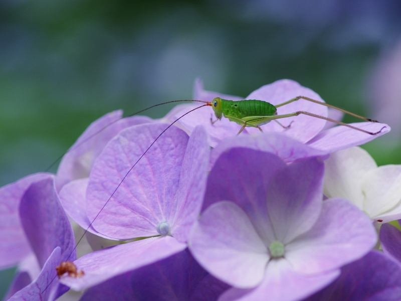 紫陽花は雨が似合う１７
