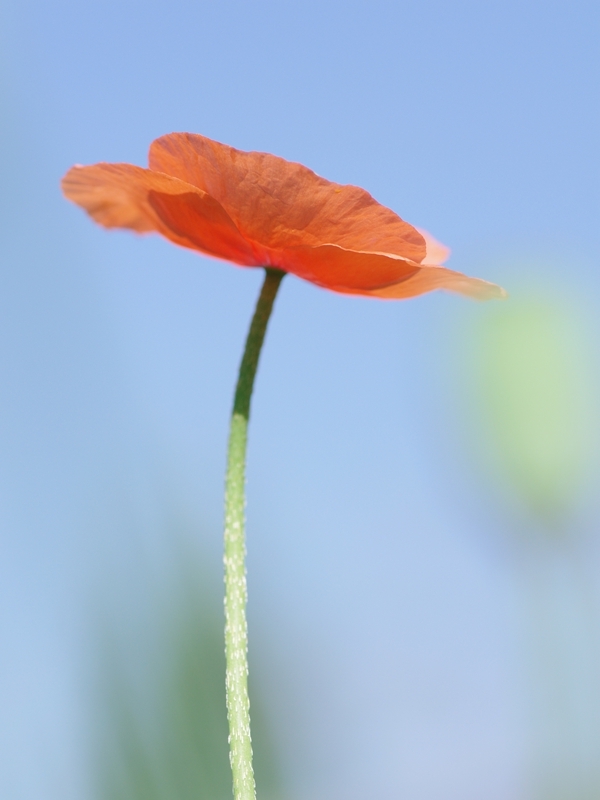 長実雛罌粟（ナガミヒナゲッシ）１３