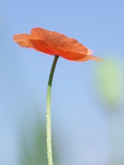 長実雛罌粟（ナガミヒナゲッシ）１３