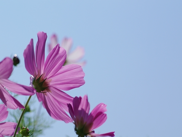 秋桜（コスモス）１