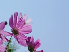 秋桜（コスモス）１