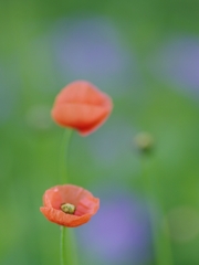 長実雛罌粟（ナガキヒナゲシ）７