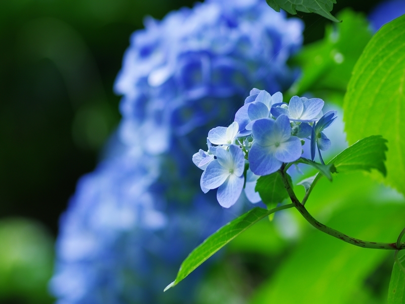 紫陽花は雨が似合う１１