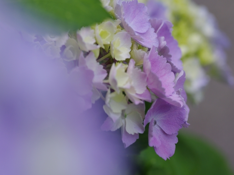 紫陽花（アジサイ）４