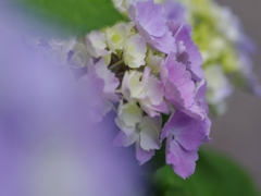 紫陽花（アジサイ）４