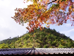 紅葉三昧２（鼓ヶ滝公園）