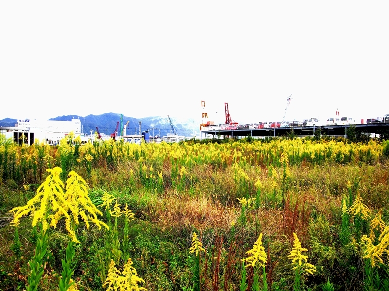 背高泡立草（せいたかあわだちそう）４