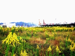 背高泡立草（せいたかあわだちそう）４