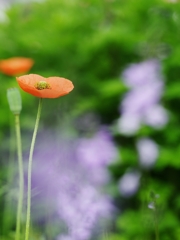 長実雛芥子（ナガミヒナゲシ）