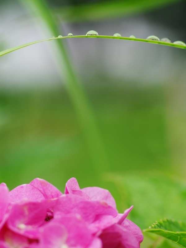 紫陽花は雨が似合う１０