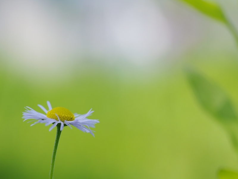 春紫苑（ハルシオン）２