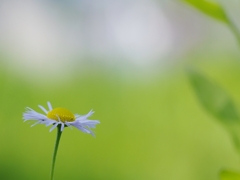 春紫苑（ハルシオン）２