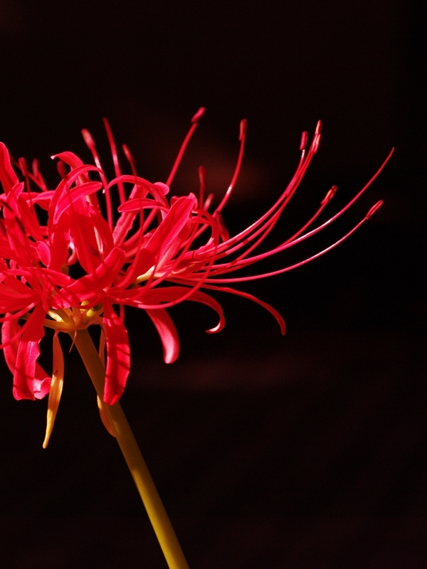 彼岸花（ヒガンバナ）２