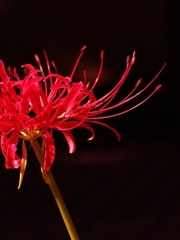 彼岸花（ヒガンバナ）２