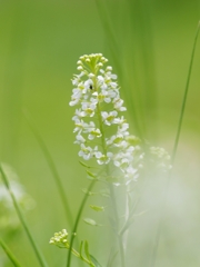 芝の中に見つけた！