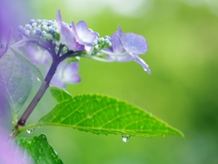紫陽花は雨が似合う１３