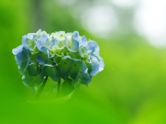 紫陽花は雨が似合う１２