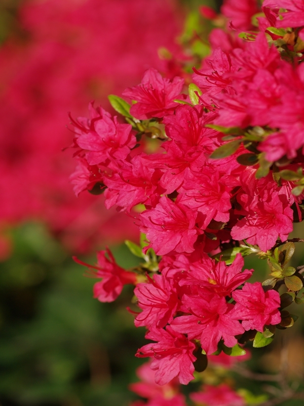 皐躑躅（サツキツツジ）