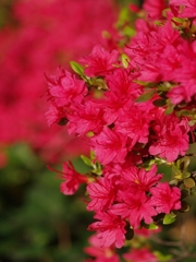 皐躑躅（サツキツツジ）