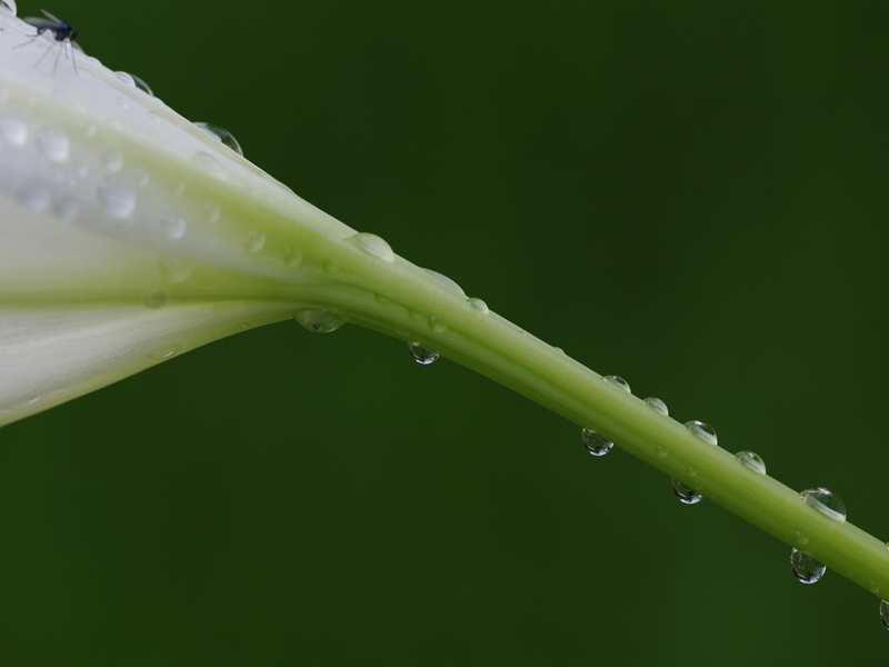 百合の花