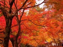 円通寺の紅葉２