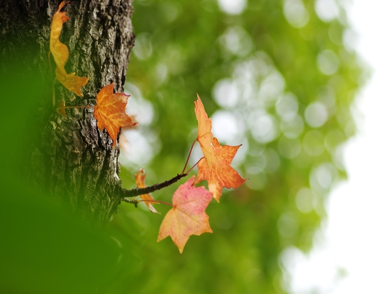 近所の紅葉（カエデ）１