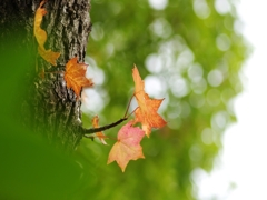 近所の紅葉（カエデ）１