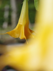 木立朝鮮朝顔（キダチチョウセンアサガオ）