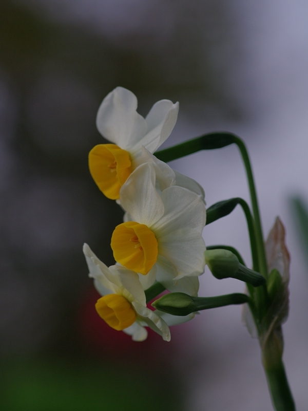 水仙（ラッパスイセン）