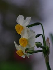 水仙（ラッパスイセン）