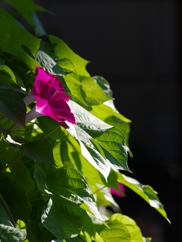 朝顔（アサガオ）