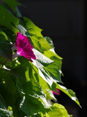 朝顔（アサガオ）