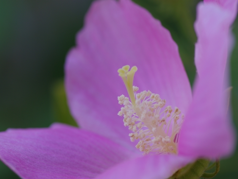 芙蓉（フヨウ）