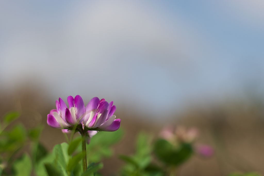 畦に咲く野草花（ゲンゲ）