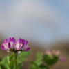 畦に咲く野草花（ゲンゲ）