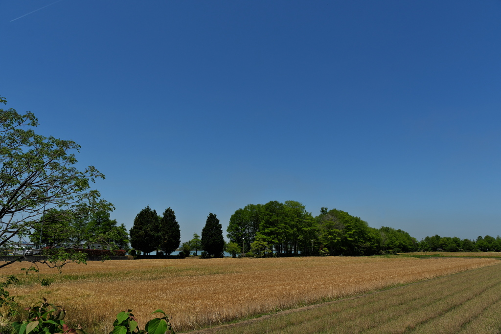 天満大池公園の新緑と麦畑１