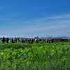 溜池土手のカメラマンたち