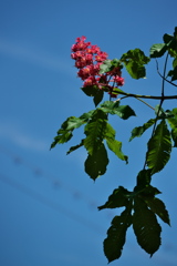 駅前の紅花栃の木（ベニバナトチノキ）１