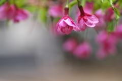 公園に咲いた寒桜（カンザクラ）