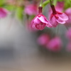 公園に咲いた寒桜（カンザクラ）