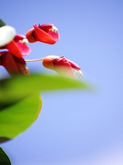 夏の花々２２（海紅豆）