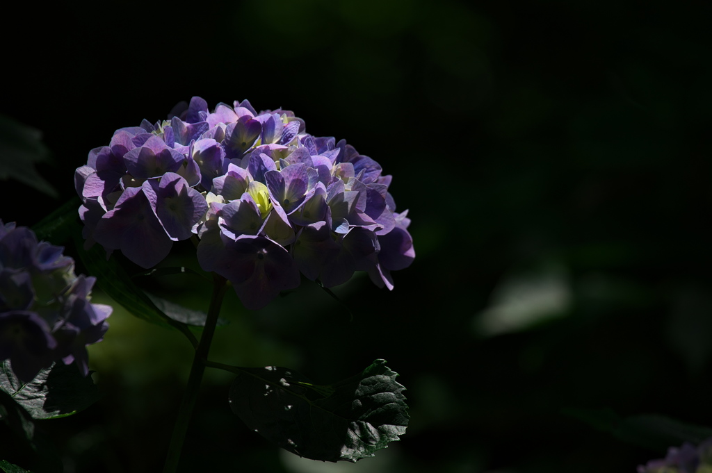 森林植物園の紫陽花（アジサイ）たち３